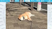 【映像】「路上でウトウト…」柴犬の様子
