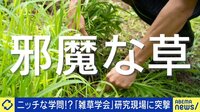 ニッチ研究?雑草学会&イグノーベル賞教授を直撃!産学連携マッチングとは?