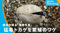 「重要任務」猛毒トカゲ繁殖のワケ