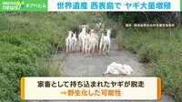 【映像】世界自然遺産の西表島で増え続けるヤギ 島の固有植物の減少などの懸念