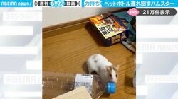 「力持ちさん！」ペットボトルくわえてクルクル回る、ハムスターの様子に「可愛すぎました…」「ワイルドすぎるww」と反響