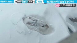 ウサギの雪中生活！？自宅庭で見つけた穴にすっぽりと収まるウサギに「かまくら状態？」「寒さをしのぐため？」と驚きの声