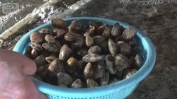 浜名湖のアサリ漁、全面禁止　水温上昇で産卵に打撃　クロダイが食べて激減