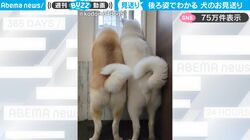 「行ってらっしゃい～」子供たちが大好きな秋田犬たちのお見送り風景がかわいすぎて反響！尻尾にも注目