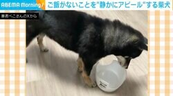 ご飯がないことを“静かにアピール”する柴犬 飼い主と目を合わせない控えめな様子が話題に