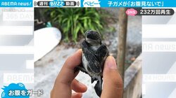 「お腹はダメ→チョットだけよ…」子ガメの“断固たる決意”が緩んだ瞬間に反響「6パックに割れてる」「ほっこりする」