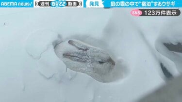 ウサギの雪中生活！？自宅庭で見つけた穴にすっぽりと収まるウサギに