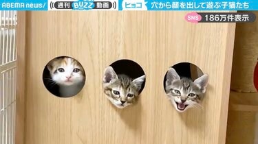 猫(=^_^=)ちゃん顔パネルオーダー受付中 顔出しパネル！？」3つの穴から顔を出す子猫たちの姿に「可愛すぎ