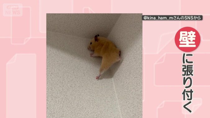 天井まで行くと…