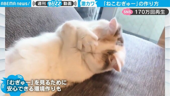 猫が“むぎゅ～”となるレシピが公開されネット騒然「あまりの可愛さに意識が飛びそうに…」 1枚目