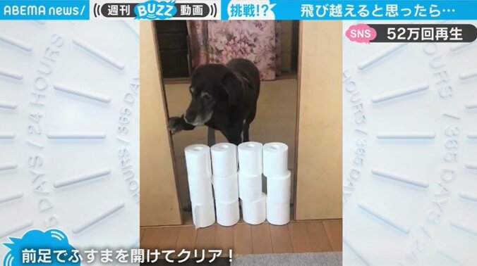 「そう来たか…」飼い主も絶句 老犬の珍行動に“IQ200”の声 1枚目