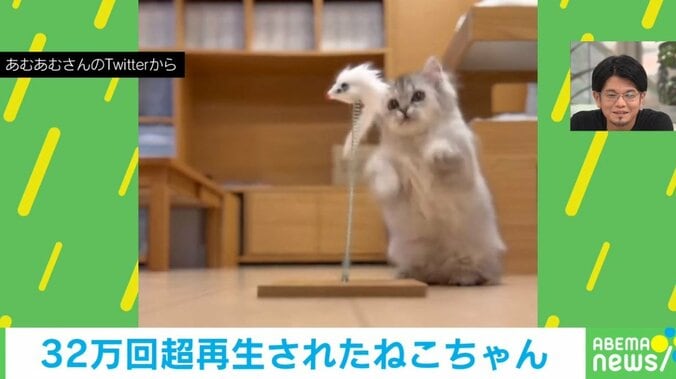 初めてのおもちゃで遊ぶ猫 おそるおそる触ると…驚いたときの“リアクション”に「さすがに可愛すぎる」「天真爛漫な子」とほっこり 1枚目