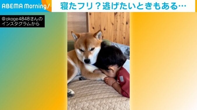 柴犬も1歳の育児に“ヘトヘト” そっぽを向いて微動だにしない姿が「爆笑した」「狸寝入りだね」と笑い巻き起こす 1枚目