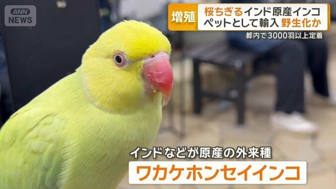 ワカケホンセイインコ