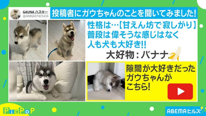 貫禄がすごいハスキー犬に反響殺到「ドヤ顔もまた可愛い」「おっさんの風格が出てる！」 2枚目