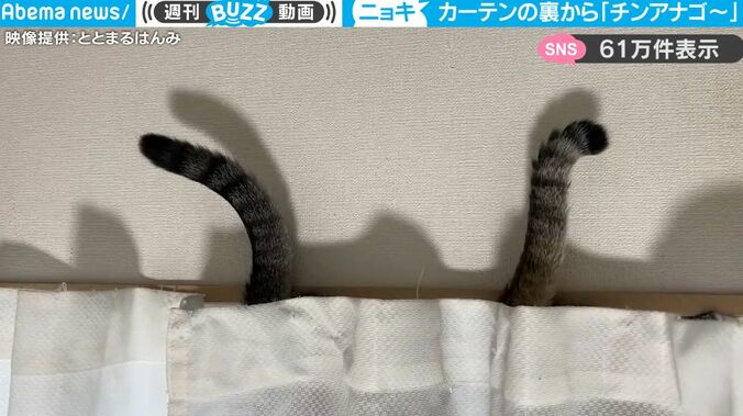 カーテンの裏にチンアナゴ発見！？ かわいすぎる猫たちの“しっぽ芸”に大反響「にゃんあなご」「これで水族館行かなくていい」 1枚目