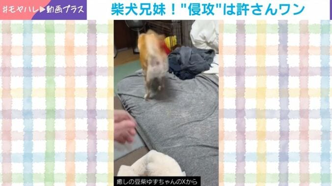 ゆずちゃんとむぎくん