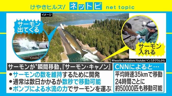 サーモンを無事産卵場へ！ 米企業が開発「サーモン・キャノン」が話題に 2枚目