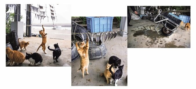 予測不能な愛くるしい姿 笑撃のネコ写真集『これネコ　それネコ？』が3月5日発売 3枚目