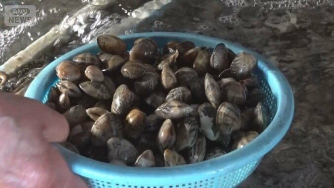 浜名湖のアサリ漁、全面禁止　水温上昇で産卵に打撃　クロダイが食べて激減 1枚目