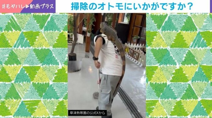 イグアナ