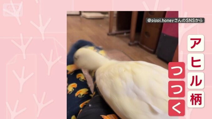 アヒル柄をつつく