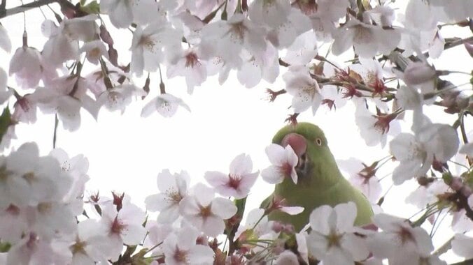 桜の花びらむしり取る外来インコ　蜜吸うため　野生化し都内に3000羽以上 1枚目