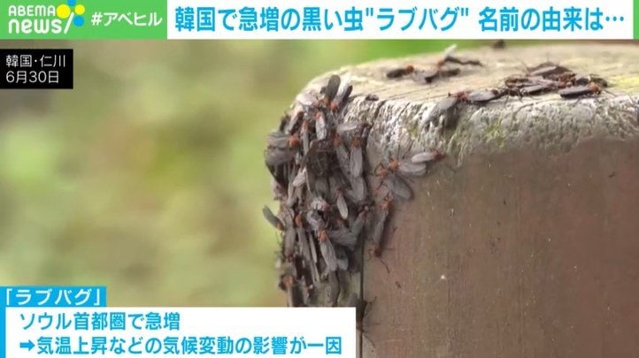 韓国で急増の黒い虫「ラブバグ」