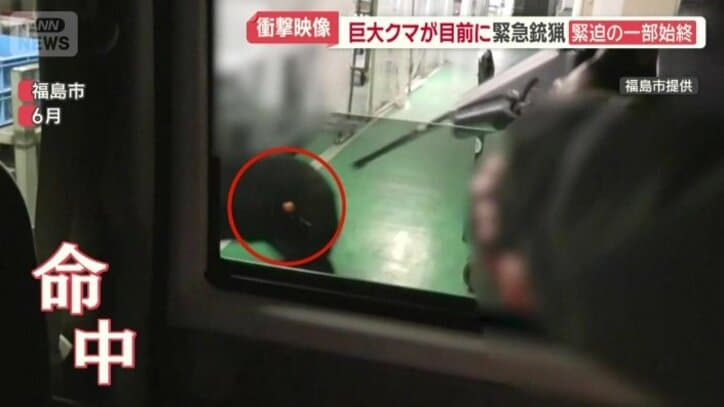麻酔銃が命中したクマ