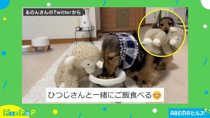 犬「一緒にご飯食べる」“かわいすぎる”相手と相席する姿に「ずっと見ていられる」「上手に置いたねぇ」と悶絶の声