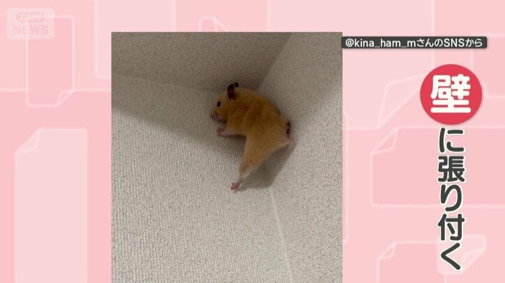 天井まで行くと…