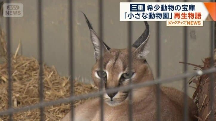 「ネコの仲間」カラカル