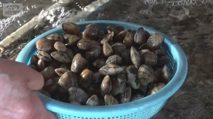 浜名湖のアサリ漁、全面禁止 水温上昇で産卵に打撃 クロダイが食べて激減