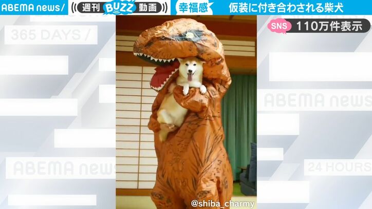 飼い主が仮装、そのときペットは？ しっかり“おつきあい”する柴犬がかわいすぎて話題に「イッヌ嬉しそうで草」