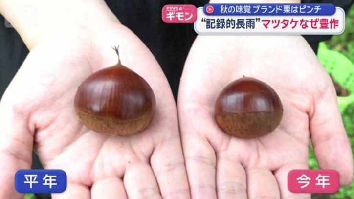 生育が悪いものはかなり小ぶり