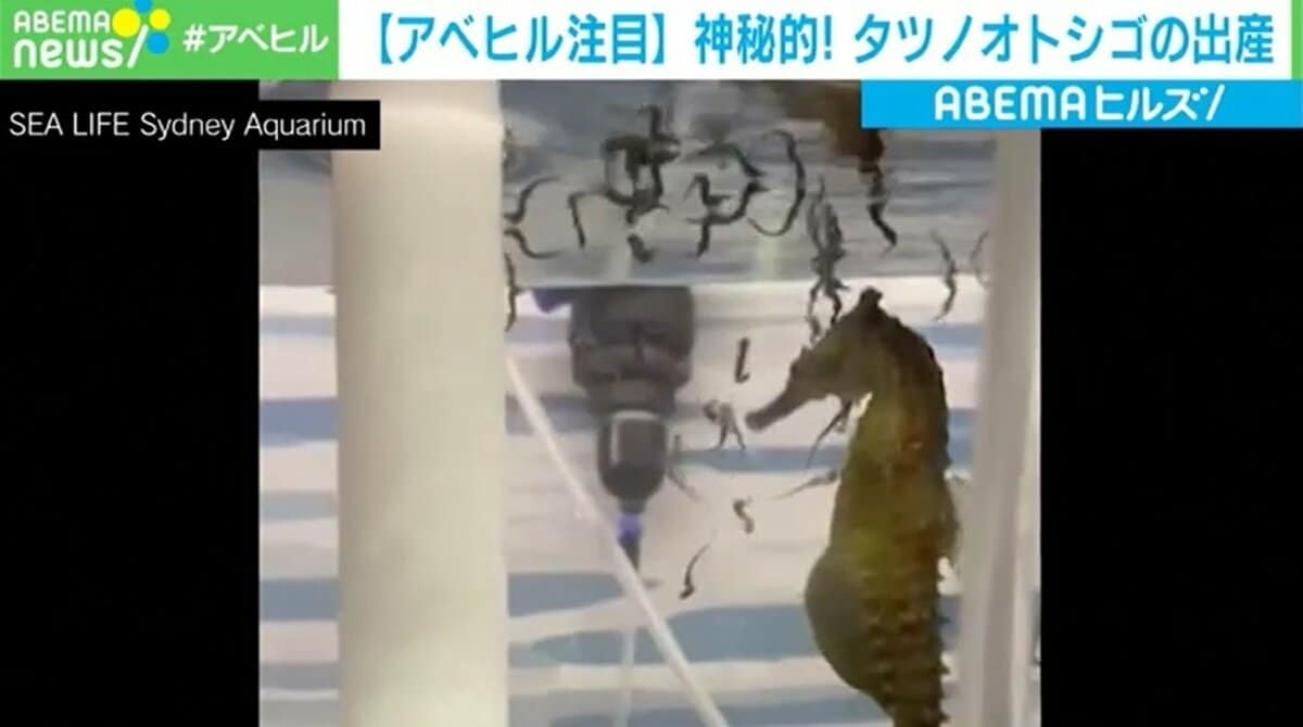 送料無料の商品 お腹から赤ちゃんがポンポンと “神秘的”なタツノオトシゴの出産 絵画+タペストリー