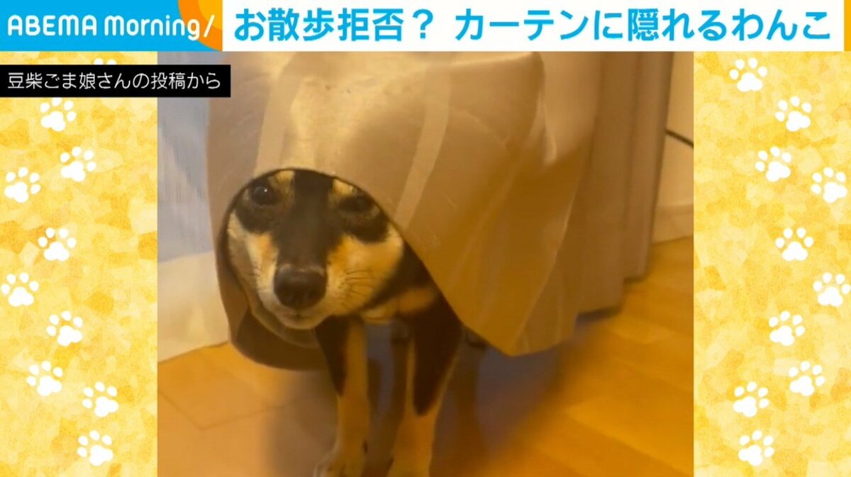 いくらなんでも拒否しすぎw 散歩に行きたくない豆柴の “可愛すぎる抵抗