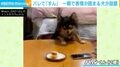 ケーキに大興奮の犬 飼い主に見つかった瞬間の表情に「終わった、的な顔」「誤魔化そうとしてる」反響続々