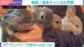 うさぎの赤ちゃん、遊び足りず帰宅拒否 無限ループ状態に「エンドレスかわいい」「うさぎサンのわんこそば？状態だぁ」の声