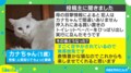トイレットペーパーがボロボロ… 無実を訴える猫の表情に「怪しすぎる」「ネタは上がってるんだ！」の声
