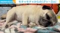 「全て許せる」幸せそうにイビキをかくパグに「最高にかわいい！」「添い寝したい…」と悶絶の声続々