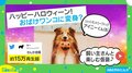 犬が飼い主とハロウィーン仮装 仲睦まじくお化けになる姿に「なんていい子」「こんなんしたいー！」反響続々
