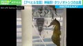 お腹から赤ちゃんがポンポンと “神秘的”なタツノオトシゴの出産 豪