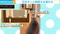 “兄”をこっそり観察する猫たちに「見ちゃいけないものを見てる感じ」 偶然撮れた“不思議行動”が話題