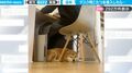 デスク用こたつを導入したら…飼い主の足元でしっかり温まる柴犬がかわいすぎる「いい場所見つけた」