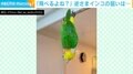 おてんばなインコ 逆さまにぶら下がるも…降りられないアピール？珍行動に飼い主「救助してもらう前提」