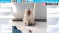 猫とセミの“珍騒動”が「コントみたいな結末」と話題 飼い主を“パニック”に陥れた一部始終