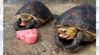 【映像】2匹のカメがスイカを食べて「イヤイヤ」