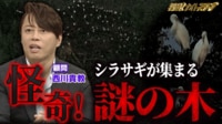 恐怖!?シラサギが大量に集まる木の謎! - 探偵!ナイトスクープ