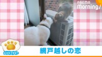 【映像】2匹の猫が網戸越しに熱いキス（そのあとのぎこちない様子も）